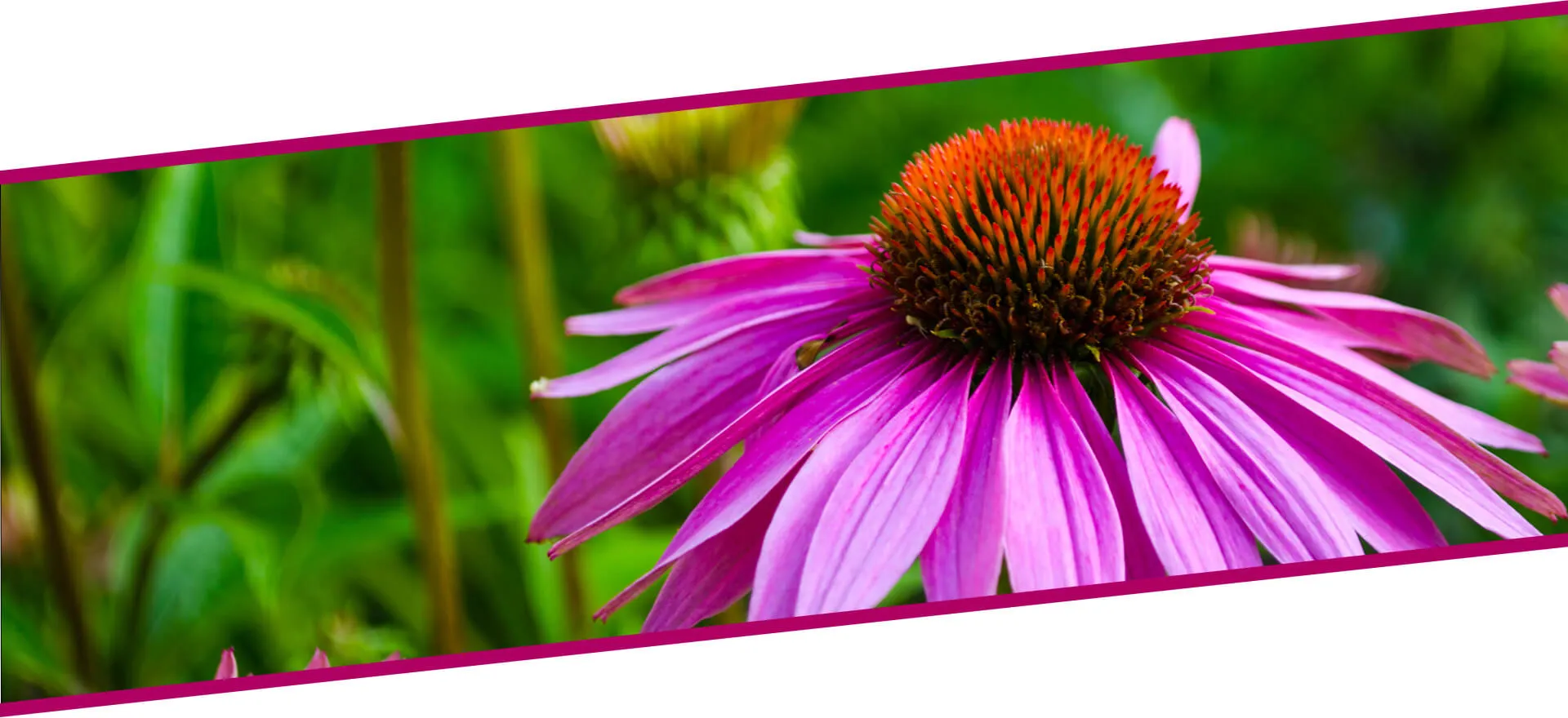 Ekstrakt uskolisne bokvice Sm