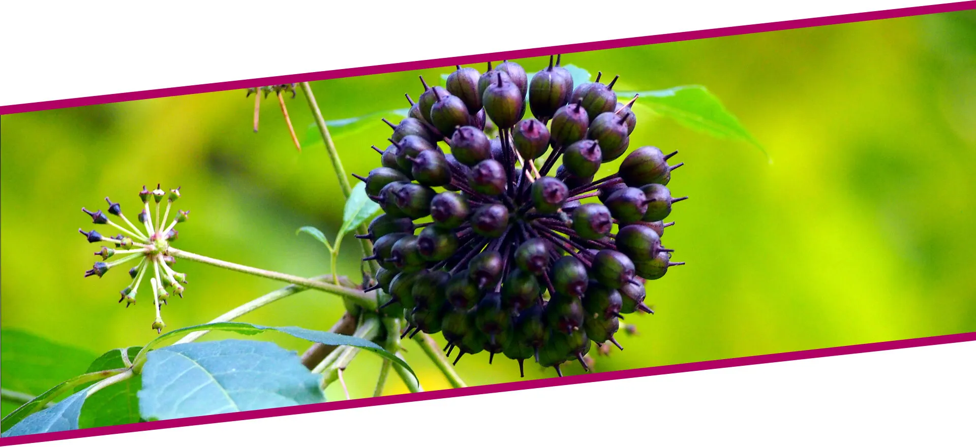 EKSTRAKT SIBIRSKOG ŽEN-ŠENA Sm