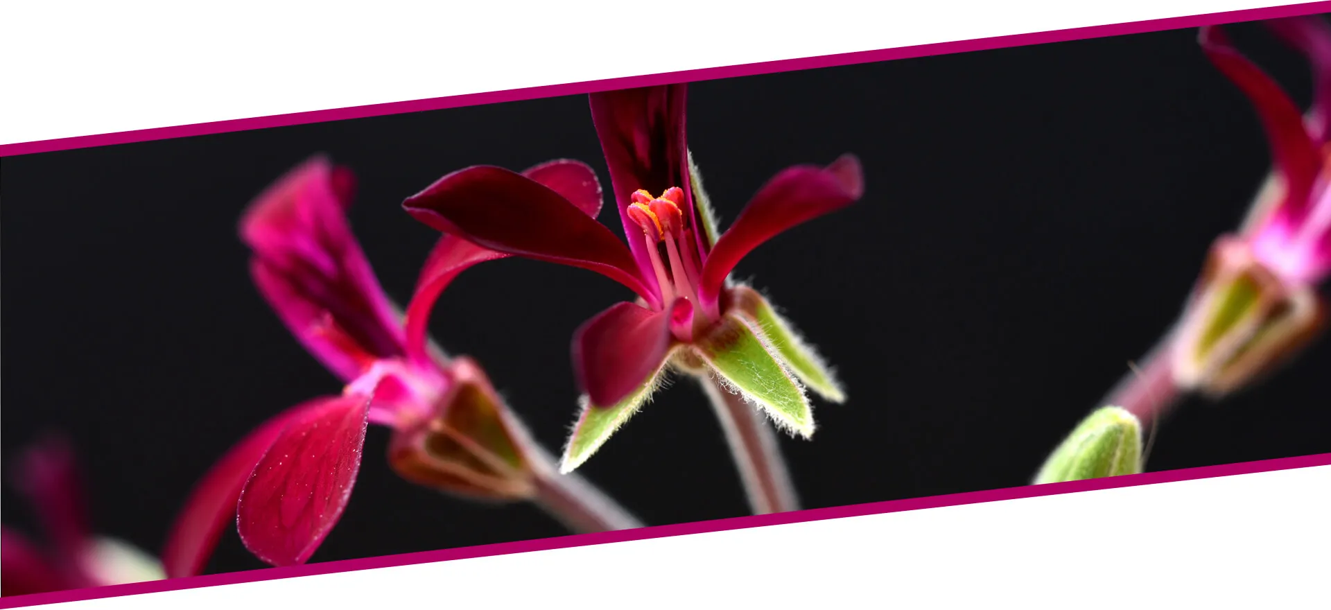 EKSTRAKT PELARGONIJUMA Sm