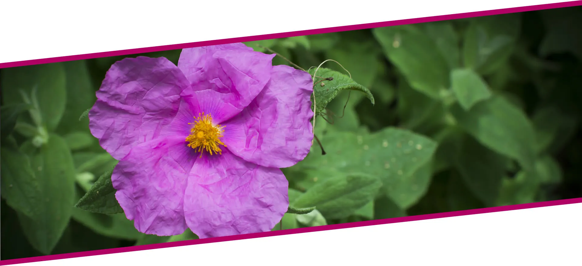 Ekstrakt uskolisne bokvice Sm